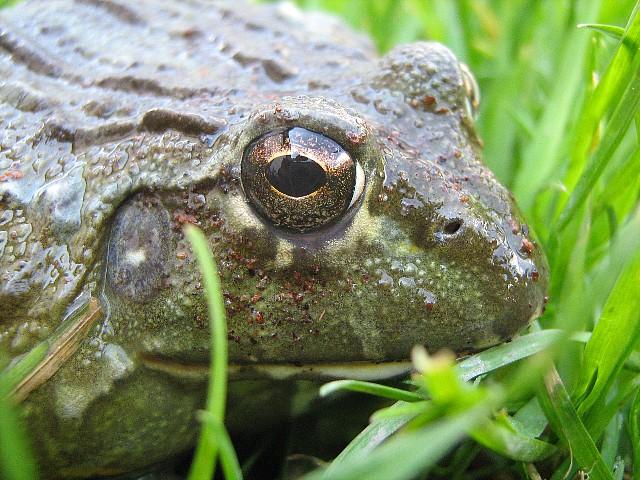 Pyxicephalus adspersus 15.jpg